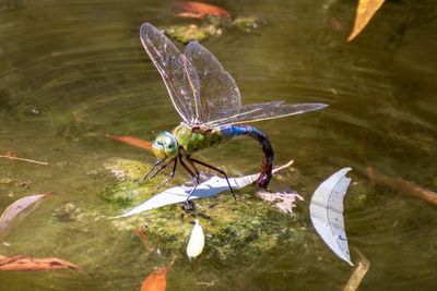 High angle view of insect on lake