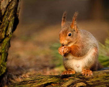 Close-up of squirrel eating outdoors