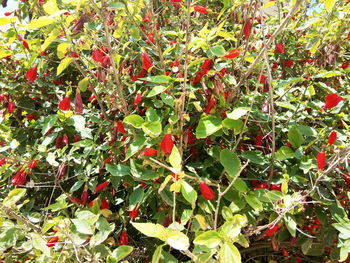 Plants growing on tree