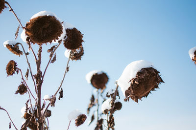 Low angle view of plants against clear sky