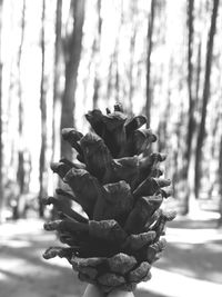 Close-up of flowering plant in forest