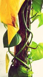 Close-up of green leaves on plant