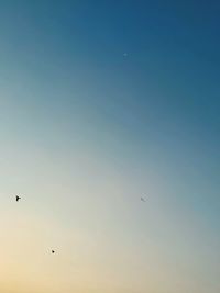 Low angle view of bird flying in sky