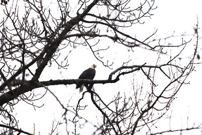 Low angle view of birds perching on bare tree against sky