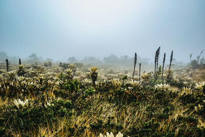 Plants growing on field against sky