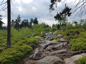 Pine trees in forest against sky