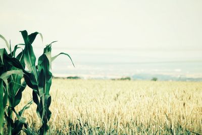 Close-up of crops growing on field against sky