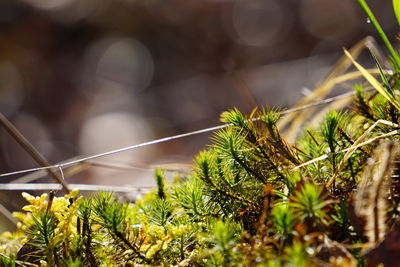 Close-up of plants against blurred background