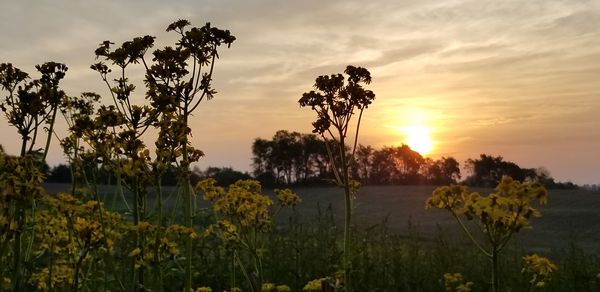 Scenic view of grassy field against sky during sunset