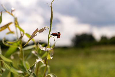 Close-up of ladybugs mating on plant