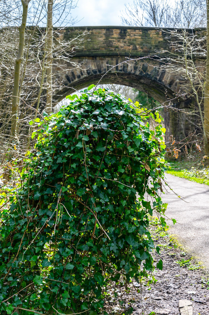 VIEW OF IVY GROWING ON TREE