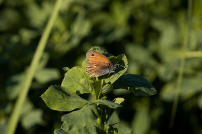 Close-up of butterfly pollinating flower
