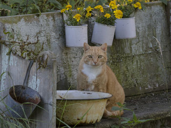 Portrait of cat by potted plants