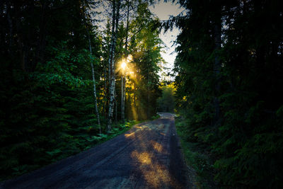 Road amidst trees in forest