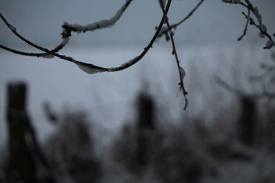 Close-up of snow on branch against sky