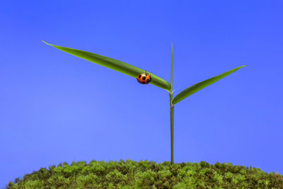 Plant growing on field against clear blue sky