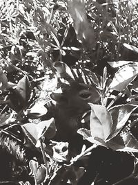 Full frame shot of flowering plants