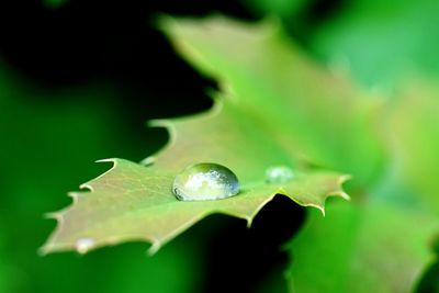 Close-up of green leaf