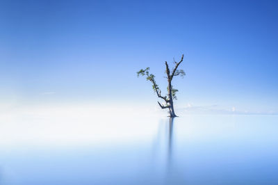 Tree growing in sea against blue sky