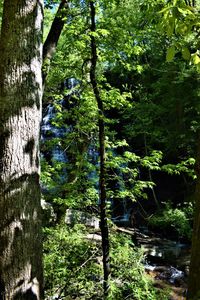 Trees growing in forest