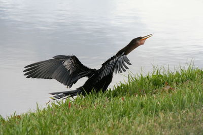 Close-up of bird on grass by lake