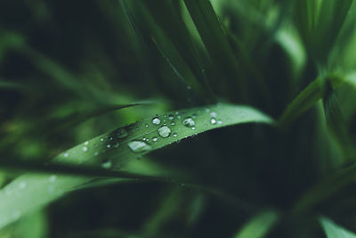 Close-up of water drops on leaves