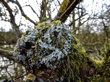 Close-up of tree trunk