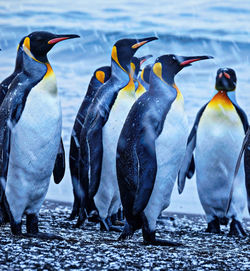 Flock of penguins on snow covered land