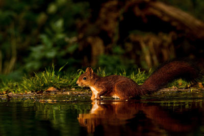 Side view of squirrel in lake