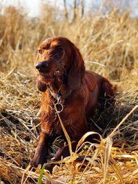 Close-up of a dog looking away