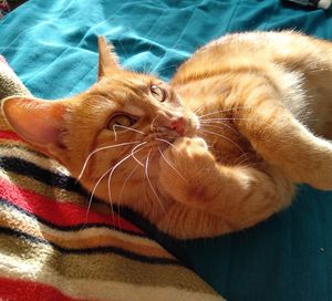 Close-up of a cat resting