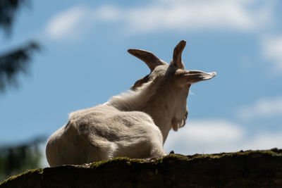 Low angle view of a horse