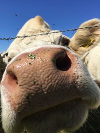 Close-up of cow in park