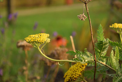 Close-up of yellow flowering plant on field