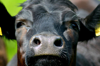 Close-up portrait of cow