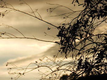 Close-up of silhouette bird on branch against sky