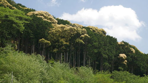 Trees against cloudy sky