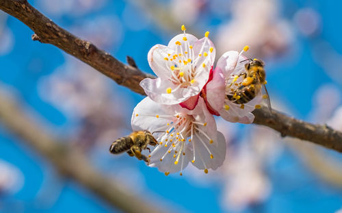 Close-up of cherry blossoms on branch