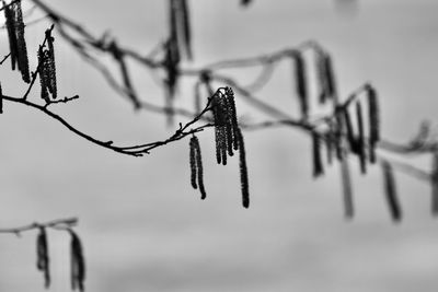 Close-up of plant on branch against sky