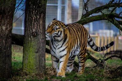 Tiger against trees