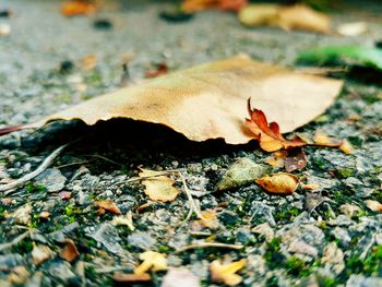 Close-up of dry maple leaves on field