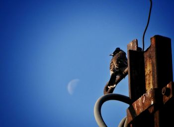 Low angle view of bird perching on metal against blue sky