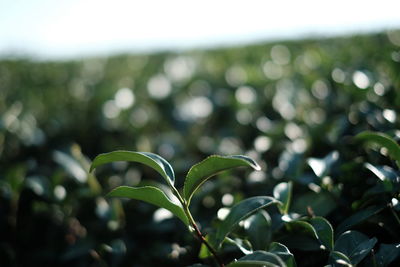 Close-up of fresh green leaves