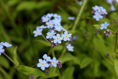 Close-up of flowers blooming outdoors