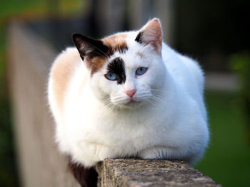 Close-up portrait of cat sitting outdoors