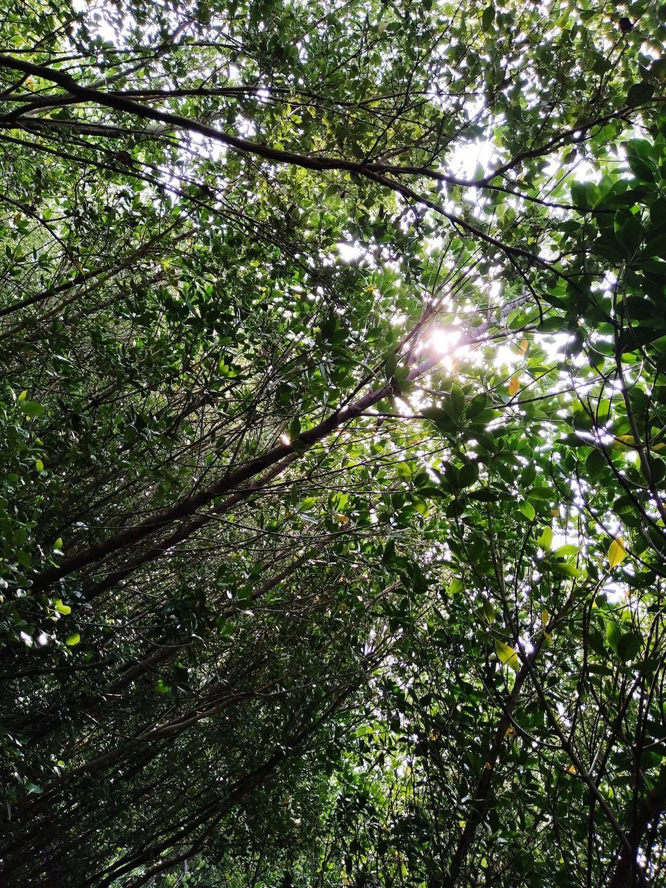 LOW ANGLE VIEW OF FLOWERING TREES