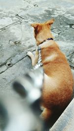 High angle view of dog sitting outdoors