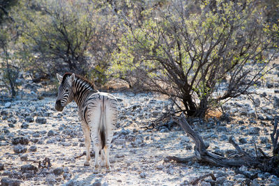 Beautiful zebra close to some trees at etosha national park, namibia, africa