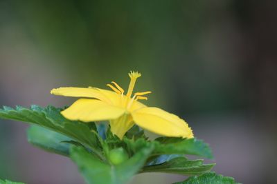 Close-up of yellow flowering plant