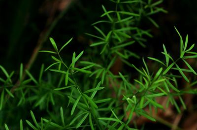 Close-up of fresh green plant